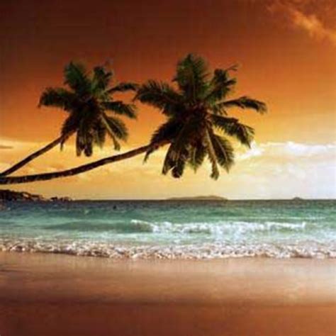 Tropical Sunset Beach Backdrop More Production Ltd