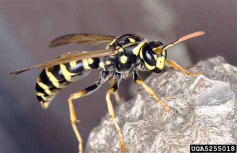 European Paper Wasp Polistes Dominula