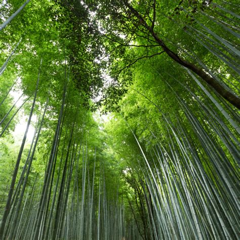 Lessons From The Growth Of The Chinese Bamboo Tree Emergent Word