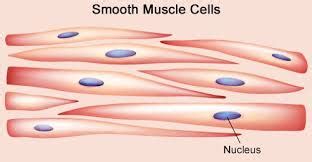 Smooth muscles, cardiac muscles and skeletal muscles. Muscular tissue: skeletal, smooth and cardiac muscle - Online Biology Notes