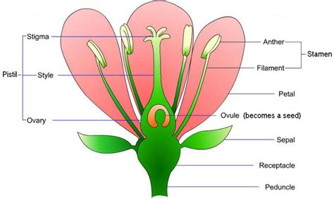 The Anatomy Of A Flower