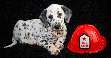 100 Fantastic Firefighter Dog Names For Males And Females Dogvills