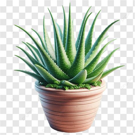 Aloe Vera For Home Indoor Plant In Pot Aloe Vera Plant In Pot Aloe