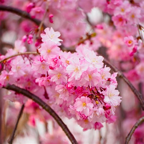 Pink Weeping Cherry Trees For Sale