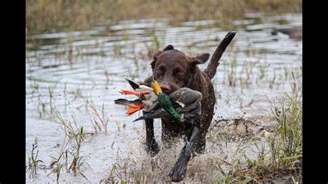 2019 Wisconsin Duck Hunting Harleys First Hunt Youtube