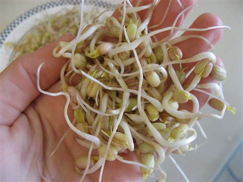 Vegan Valerie: Sprouting Mung Beans