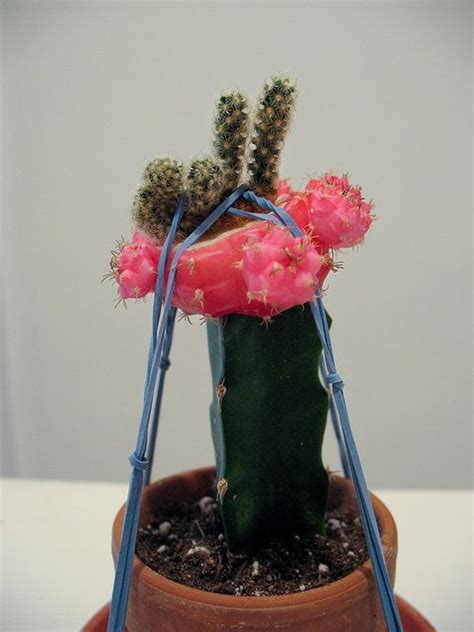 If you experience any difficulties please contact me, we always find a solution ! Parasite Atop Parasite | Planter pots, Inspiration, Decor