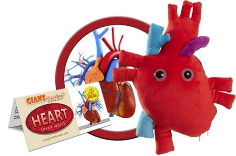 Buy Giantmicrobes Deluxe Heart Organ With Plush Blood Cells Realistic