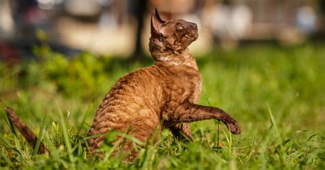 6 Curiosities About The Cornish Rex Breed Or Curly Haired Cats Sepicat