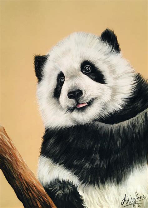 Panda Cub Drawing By Art By Three Sarah Rebekah Rachel White Fine Art