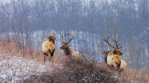 Application Period Opens For 2023 Kentucky Elk Hunt Rocky Mountain