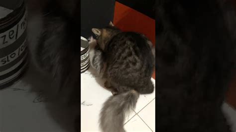 Cat Mating For The First Time Youtube