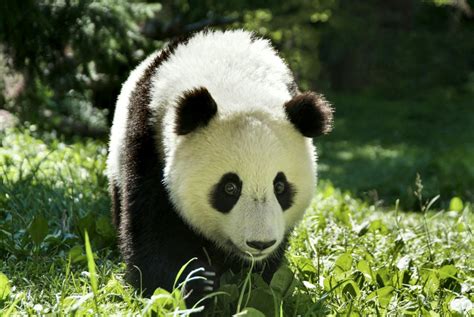 Giant Panda Images Free Vectors Pngs Mockups And Backgrounds Rawpixel