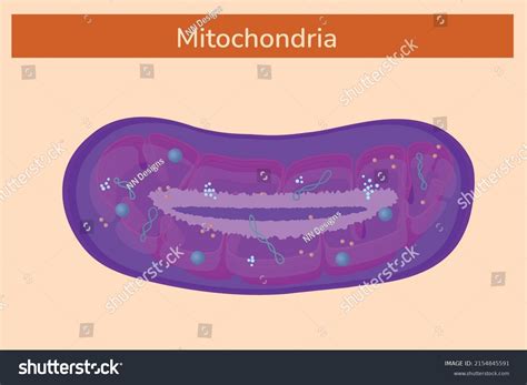 Mitochondria Vector Illustration Science Diagram Stock Vector Royalty