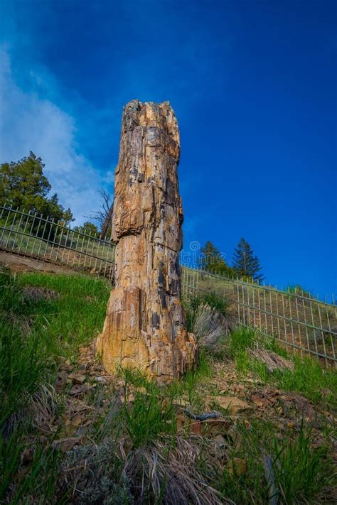 Vertical Closeup View Of The Famous Petrified Tree In The Lamar Valley