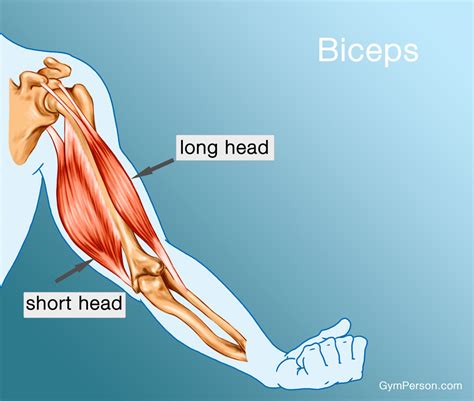 Bicep Muscle Anatomy Diagram
