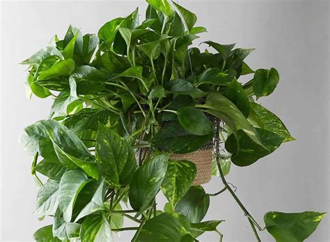 Pothos Plant Care The Complete Beginners Guide With Pictures Hort Zone