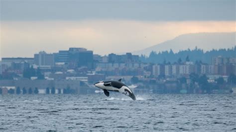 Whales Come To Play On Puget Sound Photo 19