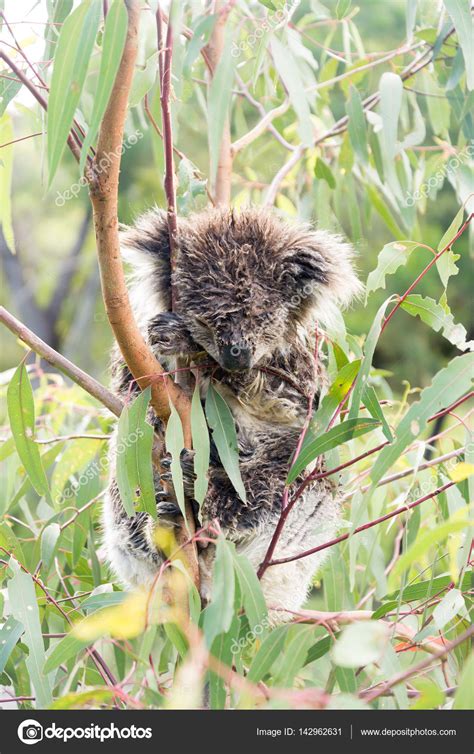 Wet Koala Bear Sleeping In A Tree — Stock Photo © Pomemick