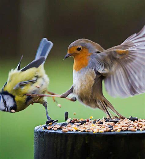 This Is My Food Robin Wrestling From Iryna Funny Animal Quotes