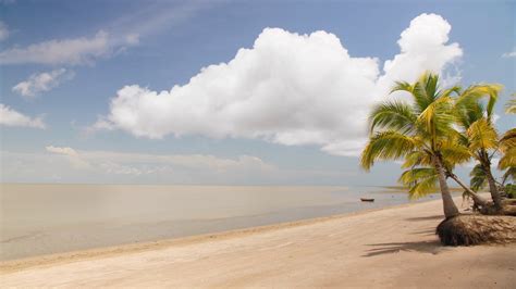 Fix shot of a beach with palm trees in Awala Yalimapo French Guiana ...