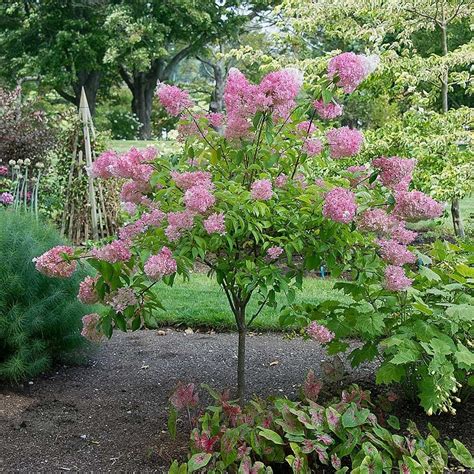 Flowering Shrubs Zone 6 Shade Perennials For Shade That Bloom All