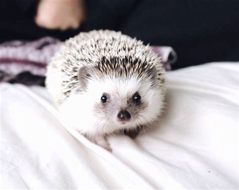 25 Pictures That Show Hedgehogs Are The Cutest Find A Cuter Bath Time