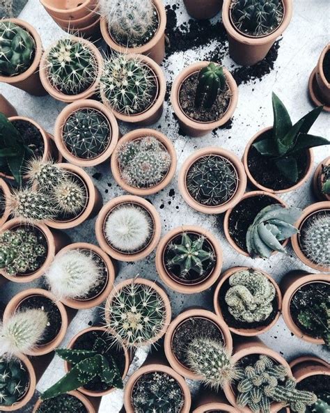 25 Beautiful Cactus Aesthetic Ideas The Older Leaves Have Been