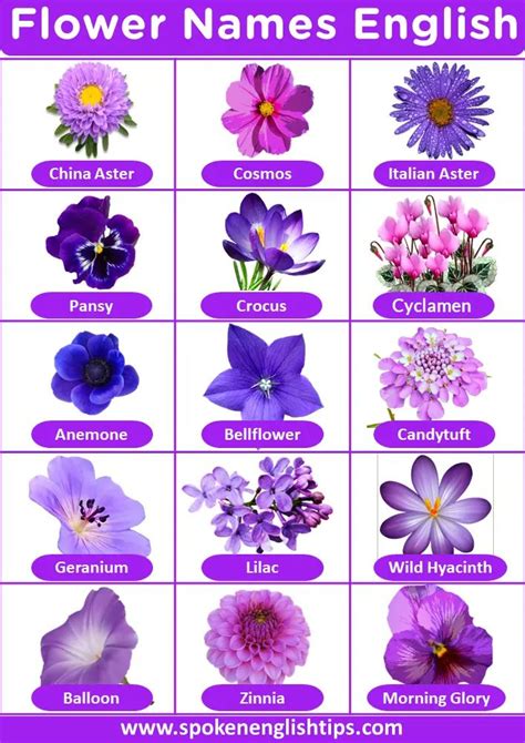 List Of Flower Names With Pictures Flowers Name Flower Names Blue