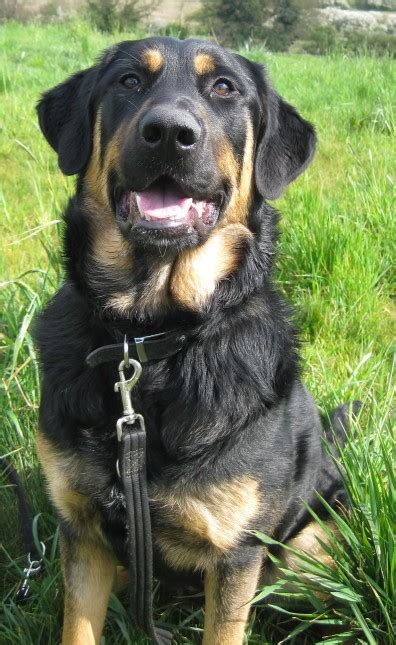 The german shepherd comes from a herding group, while the rottweiler comes from the working group. Rottweiler x german shepherd rescue | Dogs, breeds and ...