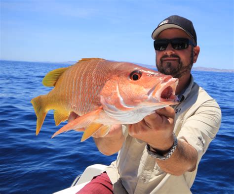 La Paz Area Report 610 613 Marlin Wahoo Groupers And Snappers