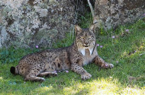Male Iberian Lynx Lynx Pardinus La Lancha Parque Natur Flickr