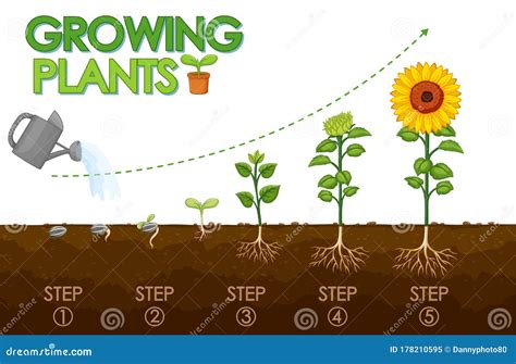 Diagram Showing How Plants Grow From Seed To Sunflower Stock Vector