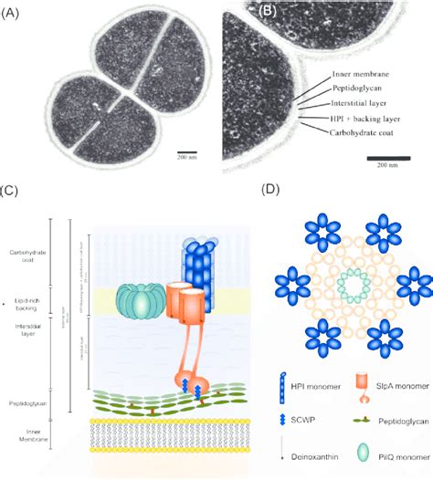 A Tentative Model Of The S Layer Of Deinococcus Radiodurans R 1 Cell