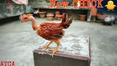 My New NAKED NECK TURKEN Rooster CHICK YouTube