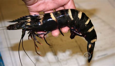 Giant Asian Tiger Prawn Invade Gulf Waters Cbs News