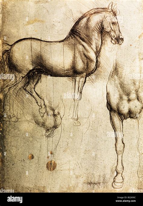 Horse Studies By Leonardo Da Vinci 1493 Metalpoint On Blue Prepared
