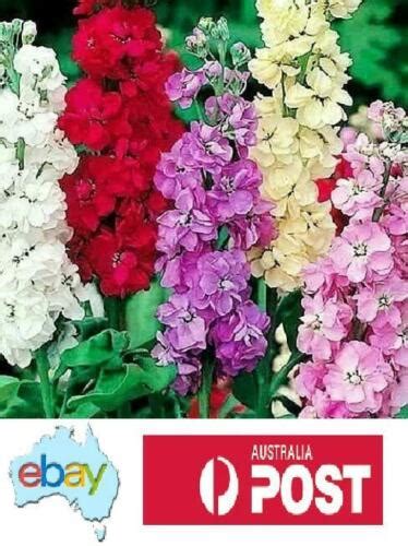 Stock Giant Imperial Mixed Flower 150 Seeds Australian Stock Ebay