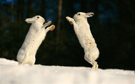 Hd Wallpaper Rabbits Playing Two White Rabbits Animals Amazing
