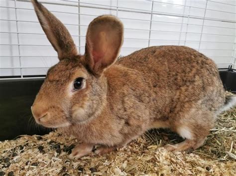 Paella cac876 rongeur NAC lapin à adopter dans la région Ile de France