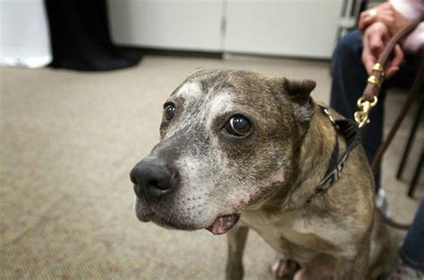 Photos Dogs Rescued From Largest Dog Fighting Ring In Us History