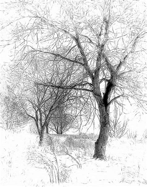 Winter Tree In Field Of Snow Sketch Digital Art By Randy Steele Fine