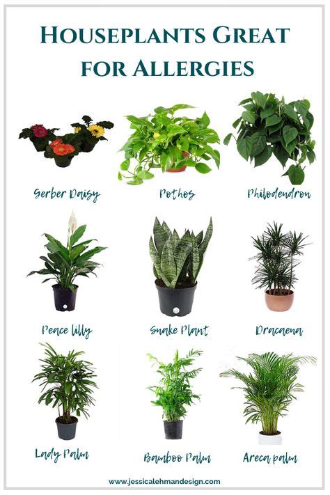 8 Best Indoor Plants Names Images In 2020 Plants Indoor Plants