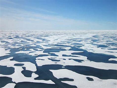 Record Phytoplankton Growth Found Under Arctic Ice National Post