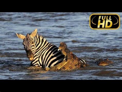 Africas Blood River Exclusive Full Hd Documentary Films On