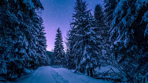 Download Wallpaper 3840x2160 Winter Forest Trees Snow Starry Uhd 4k