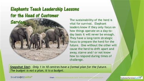 Elephants Teach Leadership Lessons For The Head Of Customer Service