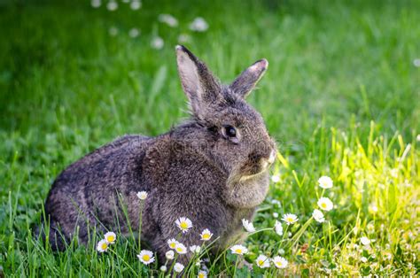 Gray Rabbit Animal Stock Image Image Of Grey Animal 74970125