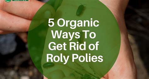 5 Organic Ways To Get Rid Of That Roly Poly Bug Garden Ambition