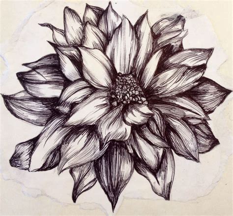 Flower Illustration Created With Biro Black Pen Pencil Drawings Of